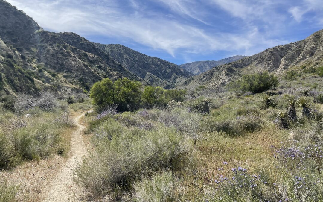 Day 25: Whitewater Preserve to Mission Creek at mile 235.5