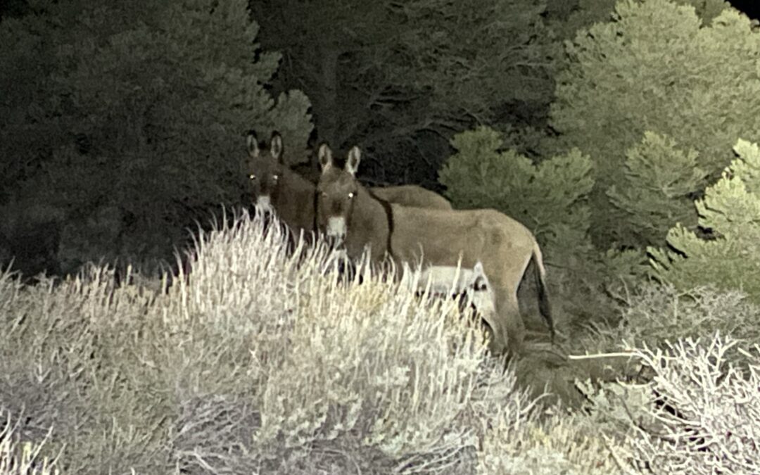 Day 28: The Hills are Alive with the Sound of Asses (Nearo Big Bear to mile 265.7)